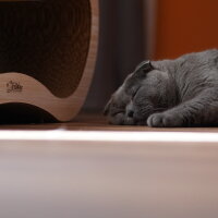 Scottish Fold, Kedi  Cesiko fotoğrafı