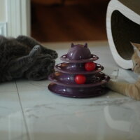 Scottish Fold, Kedi  Cesiko fotoğrafı