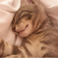 Tekir Kedi, Kedi  Duman fotoğrafı