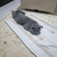 Scottish Fold, Kedi  Gofret fotoğrafı