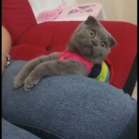 Scottish Fold, Kedi  Gofret fotoğrafı