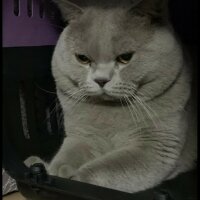 Scottish Fold, Kedi  Gofret fotoğrafı