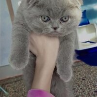 Scottish Fold, Kedi  Gofret fotoğrafı