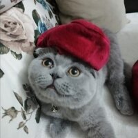 Scottish Fold, Kedi  Gofret fotoğrafı