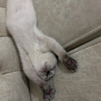 Scottish Fold, Kedi  müezza fotoğrafı