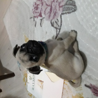 Pug, Köpek  Paşa fotoğrafı