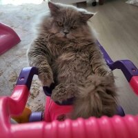 British Longhair, Kedi  Carlos fotoğrafı