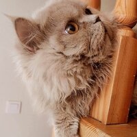 British Longhair, Kedi  Carlos fotoğrafı