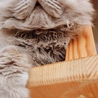 British Longhair, Kedi  Carlos fotoğrafı