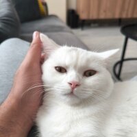 British Shorthair, Kedi  Behlül fotoğrafı