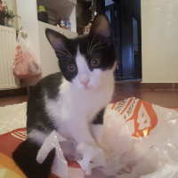 Tuxedo (Smokin) Kedi, Kedi  Pamuk fotoğrafı