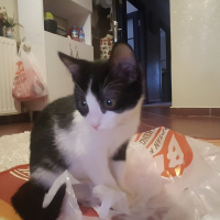 Tuxedo (Smokin) Kedi, Kedi  Pamuk fotoğrafı