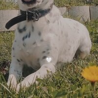 İngiliz Setter, Köpek  Safir fotoğrafı