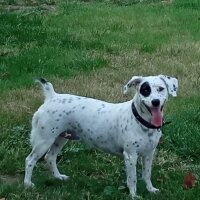 İngiliz Setter, Köpek  Safir fotoğrafı