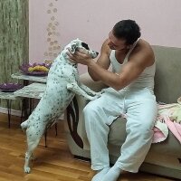 İngiliz Setter, Köpek  Safir fotoğrafı