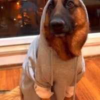 Alman Çoban Köpeği, Köpek  Fox fotoğrafı