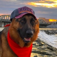 Alman Çoban Köpeği, Köpek  Fox fotoğrafı
