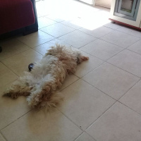 Avustralya Terrier, Köpek  tarcın fotoğrafı