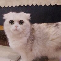 Scottish Fold, Kedi  masha fotoğrafı