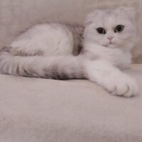 Scottish Fold, Kedi  masha fotoğrafı