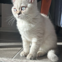 British Shorthair, Kedi  Minnak fotoğrafı