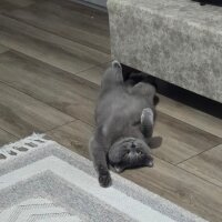 British Shorthair, Kedi  MINCIR fotoğrafı