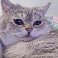 British Shorthair, Kedi  Ares fotoğrafı