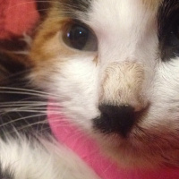 Tekir Kedi, Kedi  Pati fotoğrafı