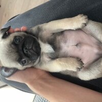 Pug, Köpek  Coco fotoğrafı