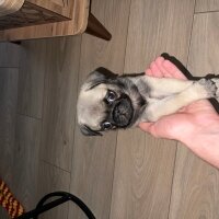 Pug, Köpek  Coco fotoğrafı