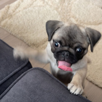 Pug, Köpek  Coco fotoğrafı