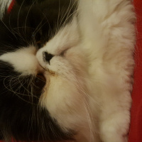 Exotic Shorthair, Kedi  LİKÖR fotoğrafı
