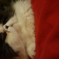 Exotic Shorthair, Kedi  LİKÖR fotoğrafı
