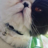 Exotic Shorthair, Kedi  LİKÖR fotoğrafı