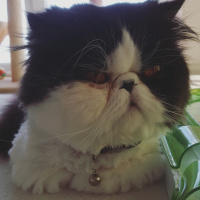 Exotic Shorthair, Kedi  LİKÖR fotoğrafı