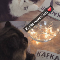 Exotic Shorthair, Kedi  LİKÖR fotoğrafı