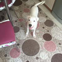 Dogo Arjantin, Köpek  Odin fotoğrafı