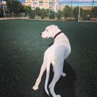 Dogo Arjantin, Köpek  Odin fotoğrafı