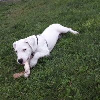 Dogo Arjantin, Köpek  Odin fotoğrafı