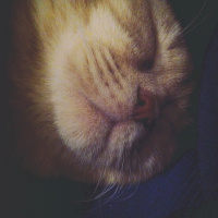Scottish Fold, Kedi  Piksel fotoğrafı