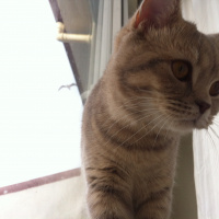 Scottish Fold, Kedi  Piksel fotoğrafı