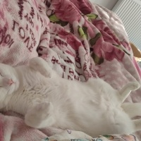 Tekir Kedi, Kedi  Çiko fotoğrafı