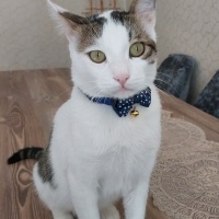 Tekir Kedi, Kedi  Cünyır fotoğrafı