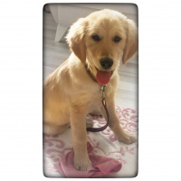 Golden Retriever, Köpek  Yakışıklı fotoğrafı