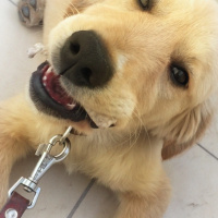 Golden Retriever, Köpek  Yakışıklı fotoğrafı