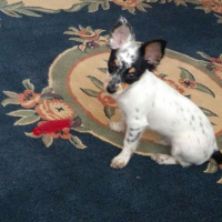 Chihuahua, Köpek  Oscar fotoğrafı
