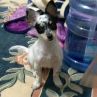 Chihuahua, Köpek  Oscar fotoğrafı