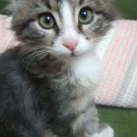 Tekir Kedi, Kedi  Erkan fotoğrafı