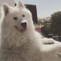 Samoyed, Köpek  Pino fotoğrafı