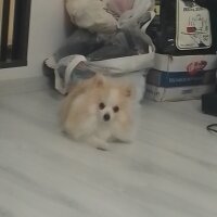 Pomeranyalı, Köpek  Coco fotoğrafı